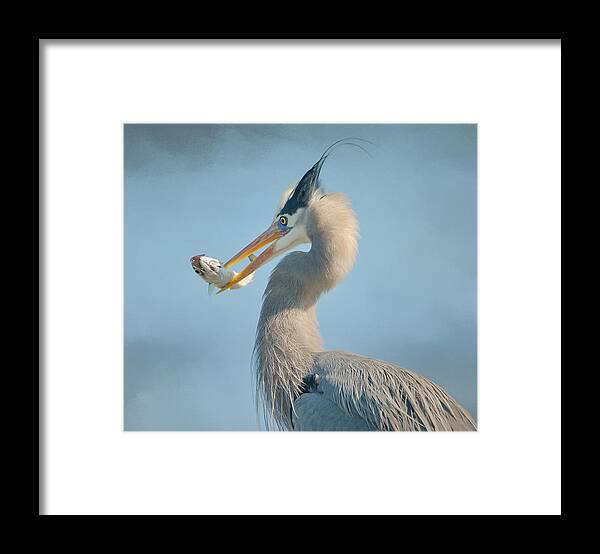 Great Blue Heron Framed Print featuring the photograph The Prize 3 by Fraida Gutovich