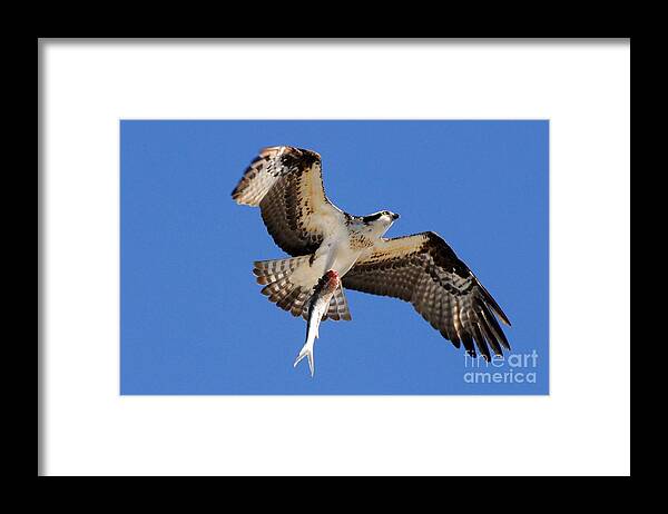 Osprey Framed Print featuring the photograph The Provider by Quinn Sedam
