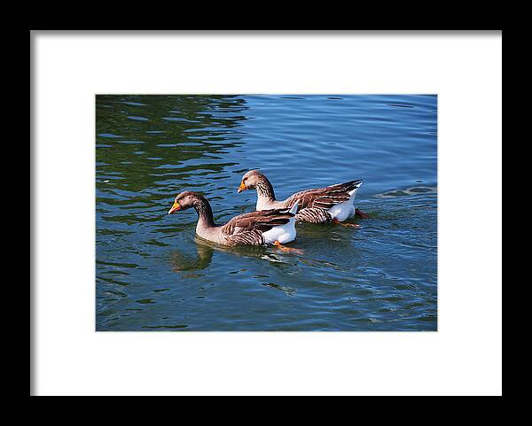 Two Geese Framed Print featuring the photograph The Race Is On by Linda Segerson