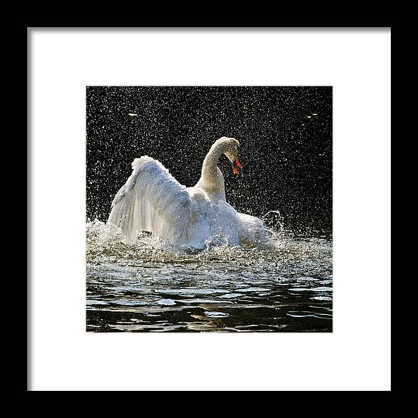 Swan Framed Print featuring the photograph The Rain Dance by Terry Cosgrave