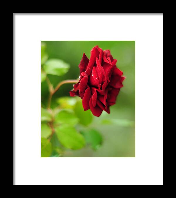 Red Framed Print featuring the photograph The Red Rose by Rebecca Sherman