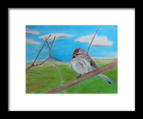 Birds Framed Print featuring the drawing The Redpoll by Tony Clark