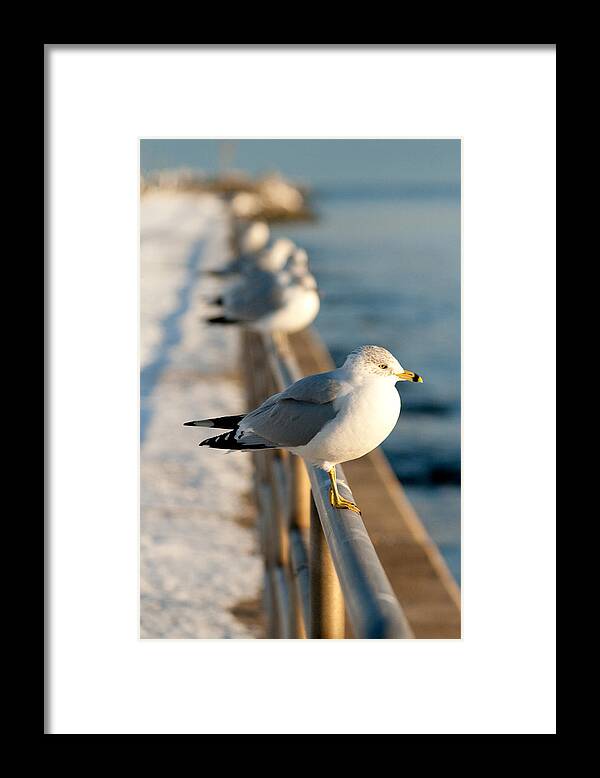 Gull Framed Print featuring the photograph The Ring-billed Gull by Kristia Adams