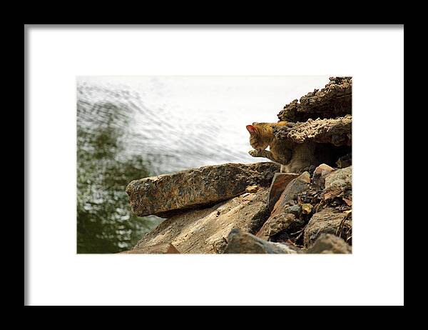 Cat Framed Print featuring the photograph The River Life 3 of 3 by Jason Politte