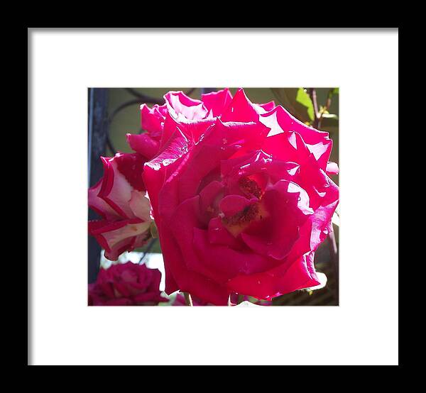 Rose Framed Print featuring the photograph The Rose by Eddie Armstrong