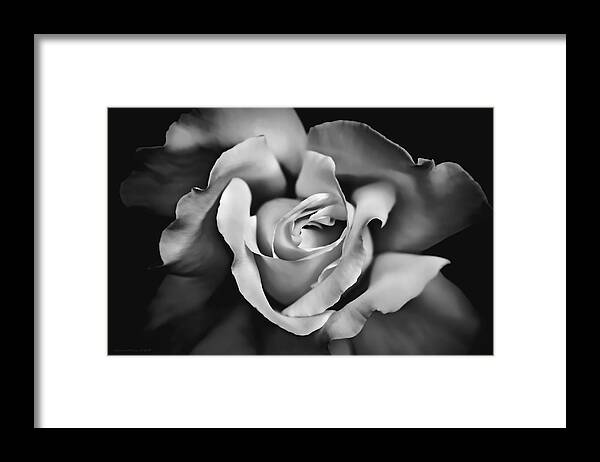 Rose Framed Print featuring the photograph The Rose in Shades of Gray by Jennie Marie Schell