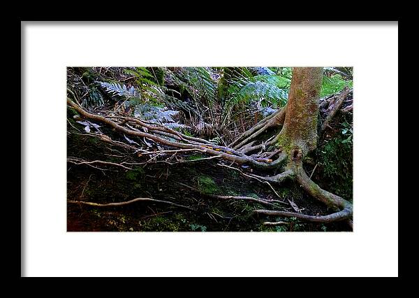 Tree Framed Print featuring the photograph The Salamander Tree by Evelyn Tambour