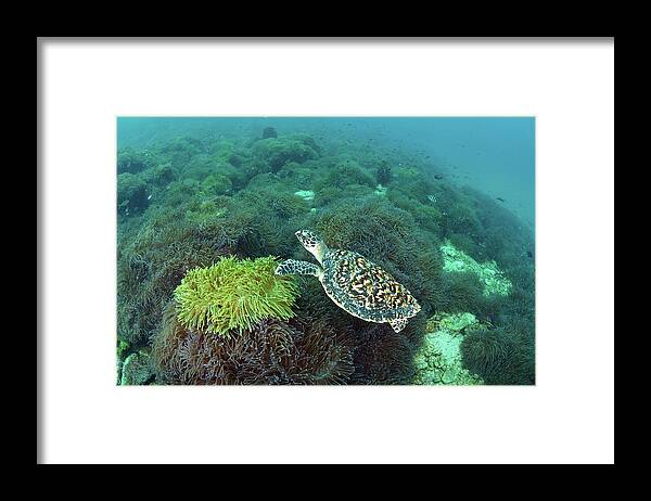 Underwater Framed Print featuring the photograph The Sea Turtle On Anemone Field by Kampee Patisena