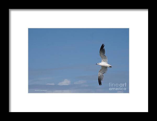 Seagull Framed Print featuring the photograph The Seagull by Tannis Baldwin