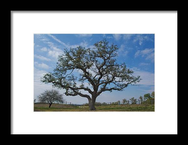Texas Live Oak Framed Print featuring the photograph The Sentinel by Jemmy Archer