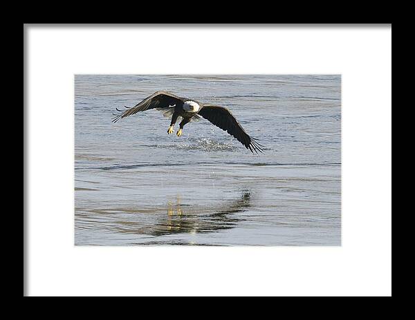 Eagle Framed Print featuring the photograph The Shadow by Harold Piskiel