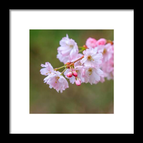 Flower Framed Print featuring the photograph The Softness of Spring by Ken Stanback