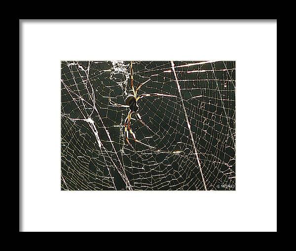 Banana Framed Print featuring the photograph the Spider's Web by George Pedro
