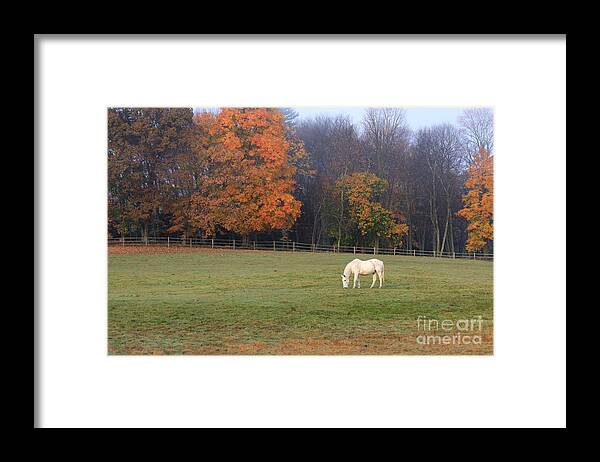 Horse Framed Print featuring the photograph The Standout by Jayne Carney
