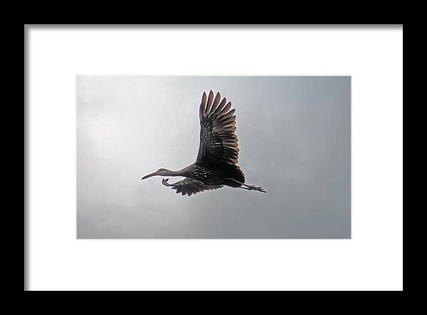 Stork Framed Print featuring the photograph The stork by Lily K