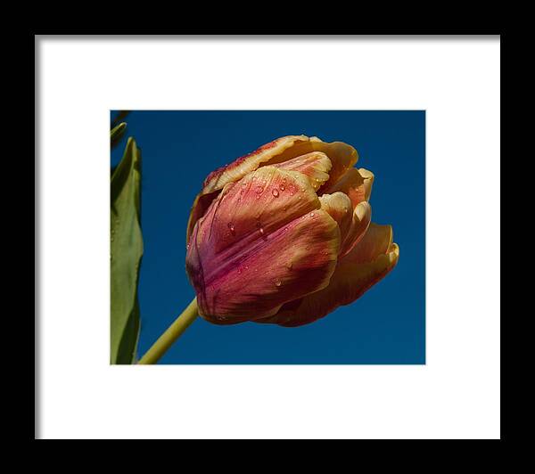 Tulip Framed Print featuring the photograph The storm is over by Robert L Jackson