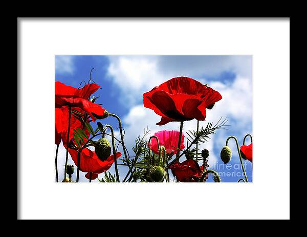 Flora Framed Print featuring the photograph The summer poppy by Stephen Melia