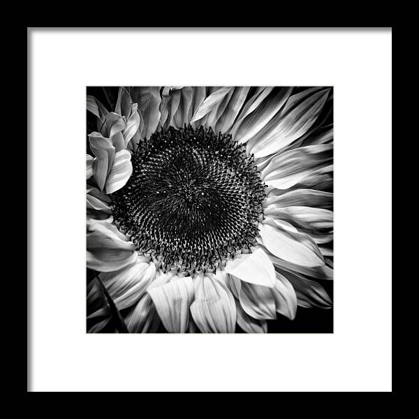 The Sunflower Ii Framed Print featuring the photograph The Sunflower II by David Patterson