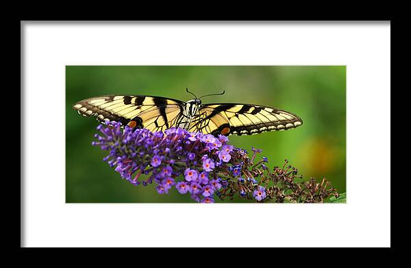 Eastern Tiger Swallowtail Framed Print featuring the photograph The Swallowtail Reigns Supreme by Leda Robertson