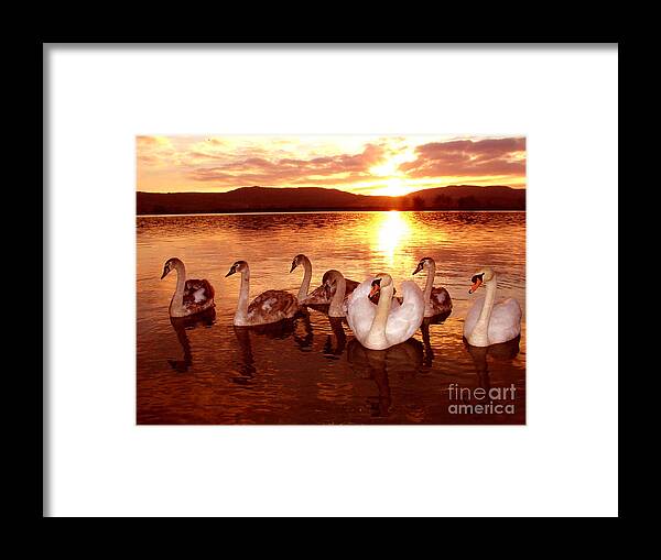 Swan Framed Print featuring the photograph The Swan Family by Joe Cashin
