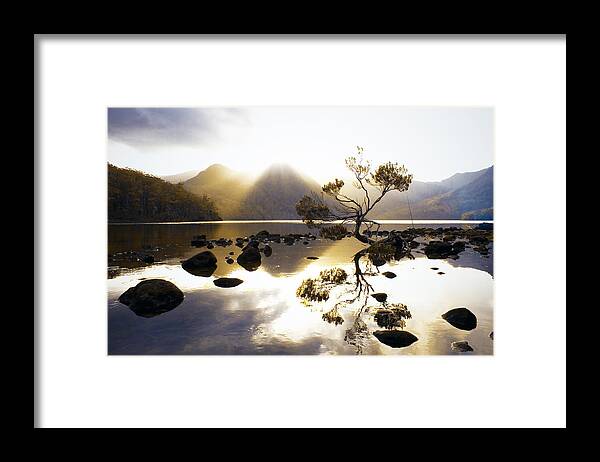 Lake Framed Print featuring the photograph Tea Tree by Anthony Davey
