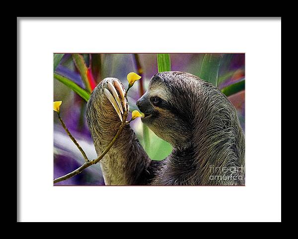 Sloth Framed Print featuring the photograph The Three-Toed Sloth by Gary Keesler
