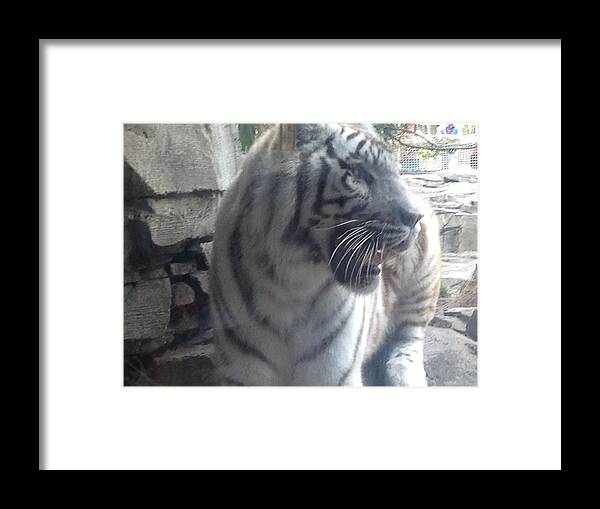 Tiger Framed Print featuring the photograph The Tiger Outside the WIndow by Alan Lakin