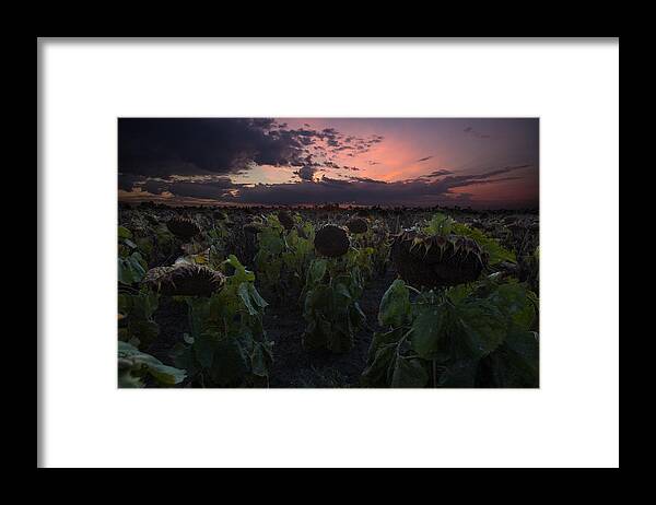 Sunflower Field Framed Print featuring the photograph The Time Has Come by Aaron J Groen