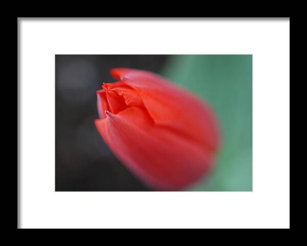 Tulip Framed Print featuring the photograph The Tip of the Tulip by Kathy Paynter
