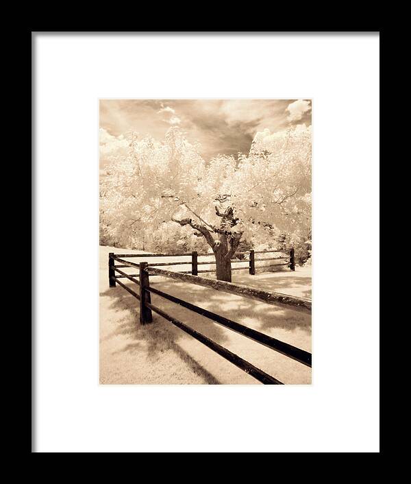 Tree Framed Print featuring the photograph The Tree by the Fence by Luke Moore