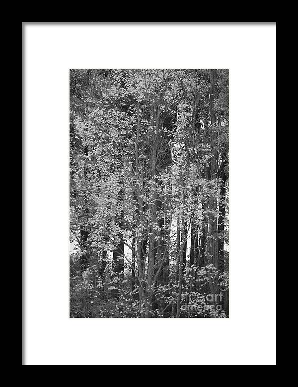 Black And White Framed Print featuring the photograph The Tree by Jennifer E Doll