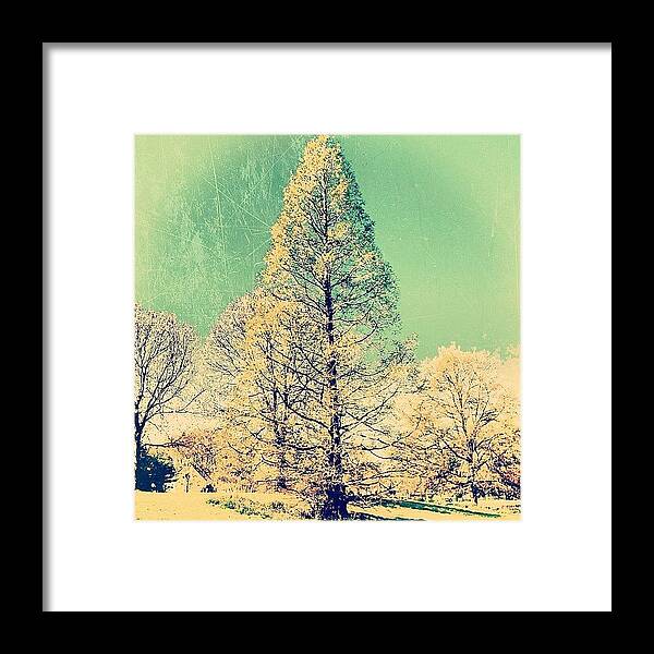 Nature Framed Print featuring the photograph The Tree #tree #instagood #vintage by Cy Rena