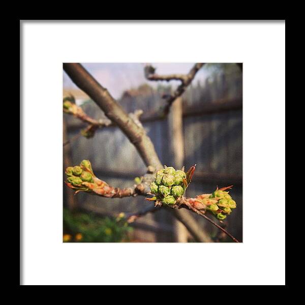 Tree Framed Print featuring the photograph The Trees Are Budding by Christy Beckwith