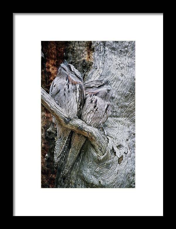 Tawny Frogmouth Framed Print featuring the photograph The Two Of Us by Robert Caddy