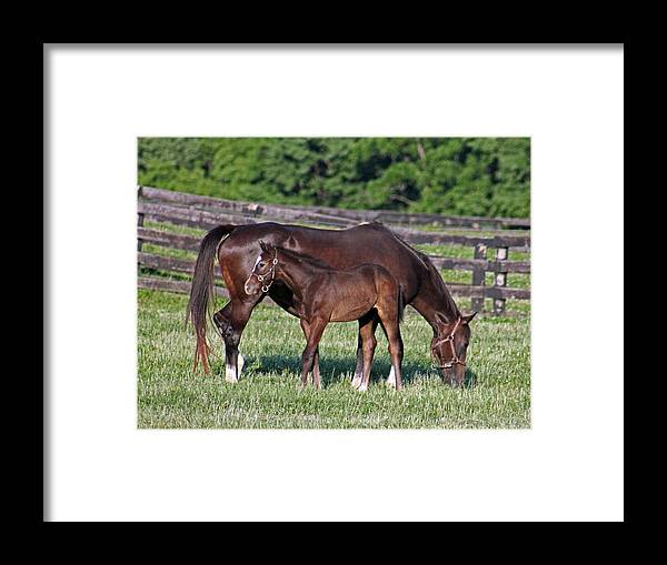 Horse Framed Print featuring the photograph The union of one by Lily K