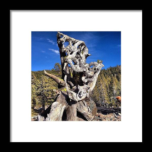 Mountains Framed Print featuring the photograph The Upturned Roots Of Fallen Trees by John Wagner
