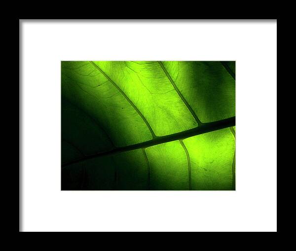 Kyoto Prefecture Framed Print featuring the photograph The Vein Of The Leaf Of A Tropical by Photographer, Loves Art, Lives In Kyoto
