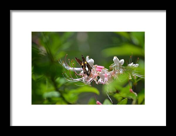 Moth Framed Print featuring the photograph The Visitor by Tara Potts