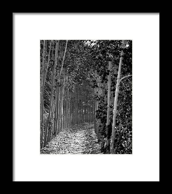 Red Framed Print featuring the photograph The Wall of Trees II by Robert Culver