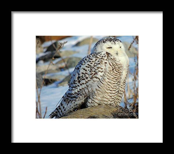 Marcia Lee Jones Framed Print featuring the photograph The Watcher by Marcia Lee Jones