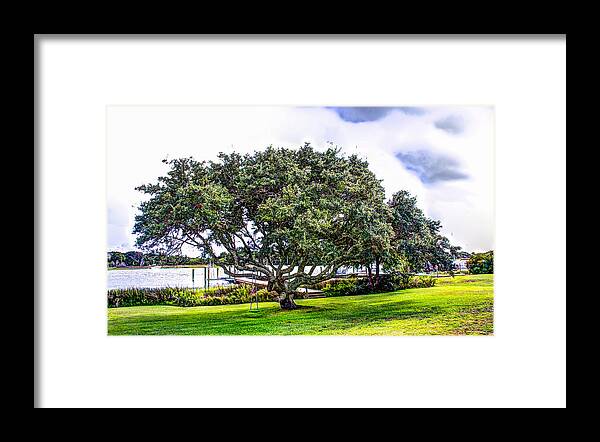 Tree Framed Print featuring the photograph The Wedding Tree by Stan Ramsay