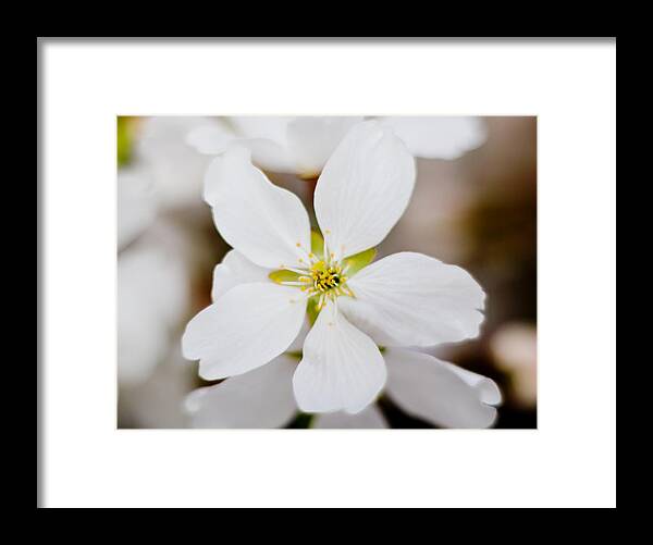 Flower Framed Print featuring the photograph The White Flower by Jonny D