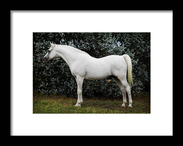 Horse Framed Print featuring the digital art The White Horse by Janice OConnor