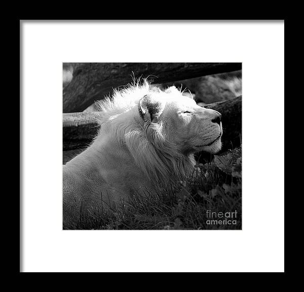 Marcia Lee Jones Framed Print featuring the photograph The White King by Marcia Lee Jones