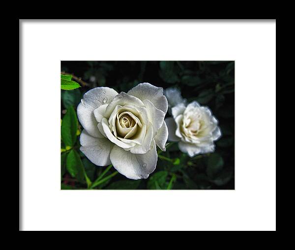 Rose Framed Print featuring the photograph The White Rose by Oscar Alvarez Jr