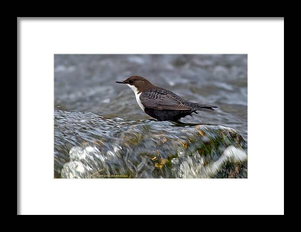 The White-throated Dipper Framed Print featuring the photograph The White-throated Dipper by Torbjorn Swenelius
