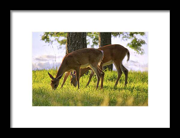 Deer Framed Print featuring the photograph The Whitetail Deer of Mt. Nebo - Arkansas by Jason Politte