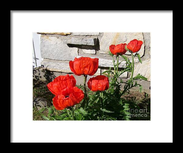 Poppies Framed Print featuring the photograph The whole litter.... by Jackie Mueller-Jones