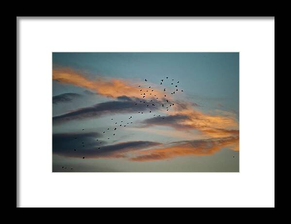 Animal Themes Framed Print featuring the photograph The Wild Birds Return To A Nest by Tsuneo Yamashita