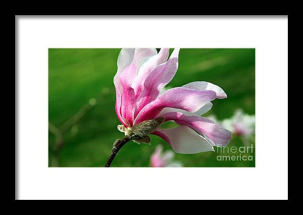 Magnolia Framed Print featuring the photograph The Windblown Pink Magnolia 1 - Flora - Tree - Spring - Garden by Andee Design